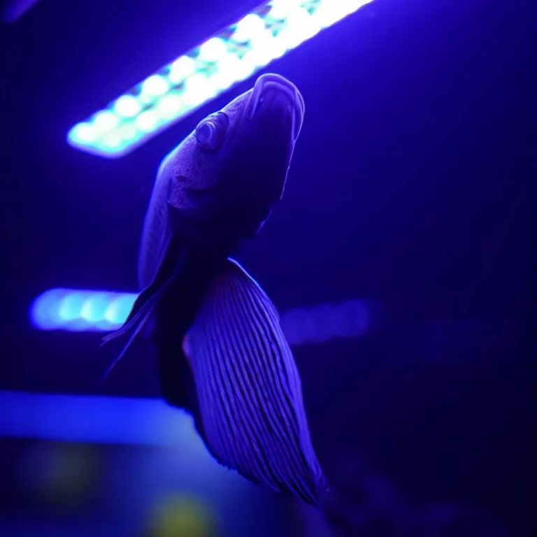 Jaka moc LED do akwarium?